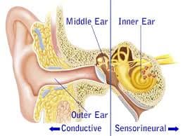 Ear structure diagram