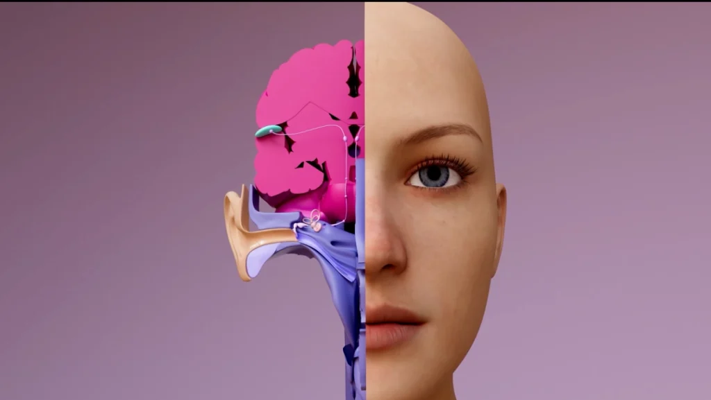 The outer part of the ear