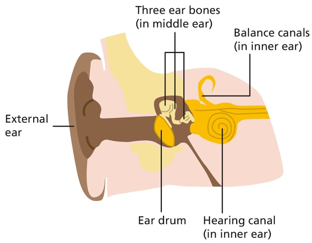 Ear structure